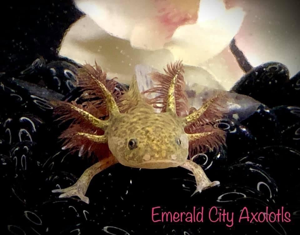 Juvenile Gfp wild type axolotl-approximately inches Emerald